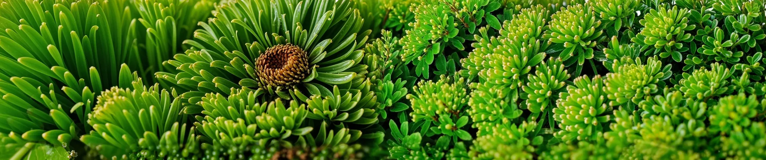 Wuunder logo uit mos banner_